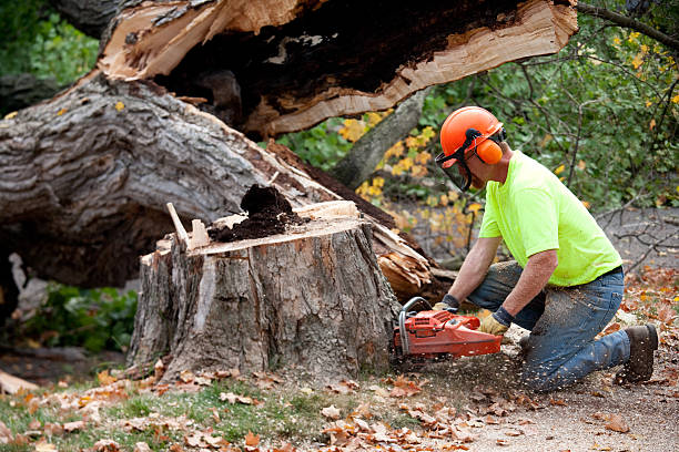 Tree and Shrub Care