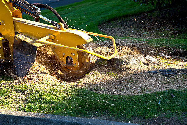 Best Tree Maintenance Programs  in Centreville, MI