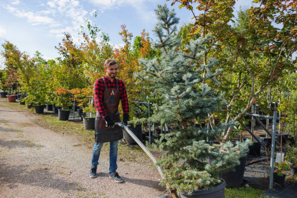 Best Lot and Land Clearing  in Centreville, MI