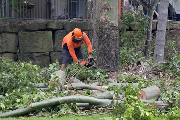 Professional Tree Removal in Centreville, MI