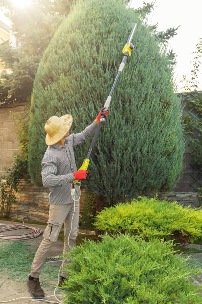 Best Tree and Shrub Care  in Centreville, MI