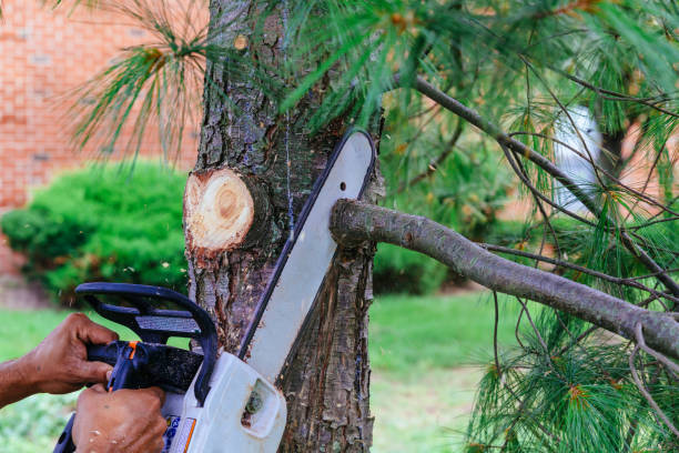 Best Palm Tree Trimming  in Centreville, MI